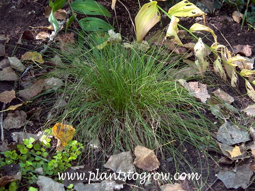 Appalachian Sedge (Carex appalanchica)